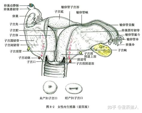 女人陰|女性生殖系統